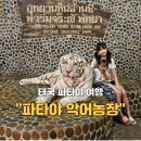 두텁바위(어린이공원) | 아이와 파타야 여행 백만년 바위 공원과 악어 농장 먹이주기