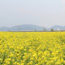 낙동강 유채단지 이미지