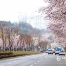 벚꽃로 가로수길 이미지