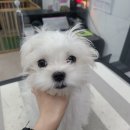 러블리 멍멍이 이미지