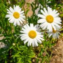 쟁여울황토 이미지