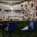 CATS TIME CAFE | 크로아티아여행 자그레브 어드밴트자그레브 캣카페자그레브(cat cafe zagreb) 다녀온 후기
