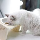 에코사료 이미지