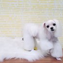 요크독애견샵 이미지