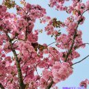 함양농협유림주유소 | 경남 함양 겹벚꽃 개화시기 4월 중순 [ 삶의 리듬을 되돌아보자 ]