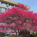 신갈제1공영주차장_R1 | 수원 화성 용인 벚꽃 명소 총정리, 주차까지 같이 정리했어