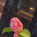 수원-0324 Daum카페