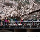 동학사 벚꽃 축제 이미지