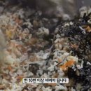 뚱채김밥 이미지