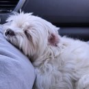 펫지살롱 이미지