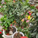 은하꽃집 이미지