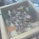 헤세드MD | 23.06.26 - 23.09.10