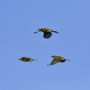 소청도의 검은이마직박구리(Light-vented Bulbul) 이미지