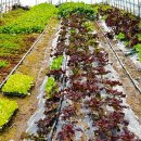 동원생고기 이미지