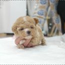 베리독 강아지고양이 평택본점 이미지