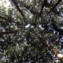 서ㆍ호근동 | 제주여행(2025) ① 서귀포 치유의 숲