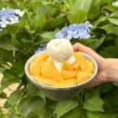 배다골베이커리하우스 생망고 빙수 후기, 수국과 꽃이 가득한 원당 카페
