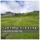 사공명 주생중달(死孔明 走生仲達) 이미지