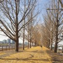 산업대 은행나무길 | 아산 곡교천은행나무길 겨울 풍경 자전거대여 방문후기