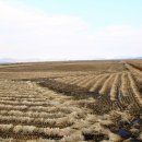 쓸쓸한 논(Rice Paddy) 파종을 기다리며 ! 이미지