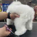 마이 뷰티 독 이미지