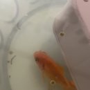 뻐끔뻐끔