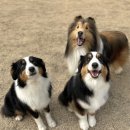 돌담펫호텔 이미지