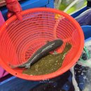 신선타운 | 광안리 민락타운 판매시장 5번 함양상회 포장으로 맛보는 신선한 회