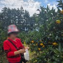 제주기사 | 제주도 카니발 렌트 기사 포함 제주 승합차투어 후기