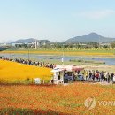 장성황룡강노란꽃잔치 축제장2 이미지