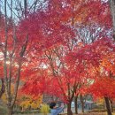 용인종합운동장(놀이터쪽) | 용인 단풍 명소 가을 캠크닉 + 놀이터 공원 용인자연휴양림 캠핑장 정보까지