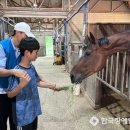 천안시승마협회 이미지