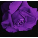 산에는꽃이피네 이미지