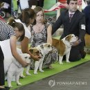Show Dog 이미지