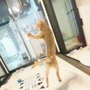 위대한캣츠빌 이미지