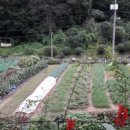 비타민 흑염소농장 이미지