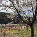 11545-10-30-29 | 청도 벚꽃 명소 레일바이크, 소요시간까지 정리한 29개월 아기랑 후기