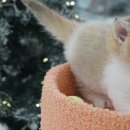 라온캣 잠실고양이분양 이미지