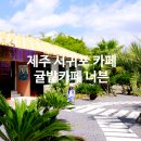 제주 서귀포 감성카페 너븐 정방 폭포근처 귤밭카페 [폐업]