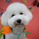 견사무소 호텔 유치원 이미지