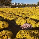 오도이촌 이미지