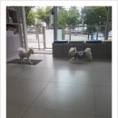 닥터팬더 동물병원 이미지