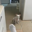 24시굿케어동물의료센터 이미지