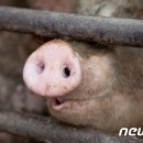 실상농장 이미지