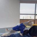 댕그랑댕 이미지