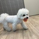 퍼피졸리
