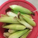 대장이랜드마을 이미지