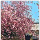 강진-32 | 강진 남미륵사 서부해당화 지금 절정 철쭉 개화 상황까지 정리_0407