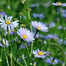 쑥부쟁이 이미지