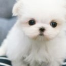 울산 제이앤독 애견샵 이미지